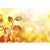 Tapety WEBLUX Samolepka fólie Beautiful colorful autumn natural background panorama. Orange autumn foliage on blurred gold background glows in sunlight outdoors in nature. Templ 145 x 100 cm