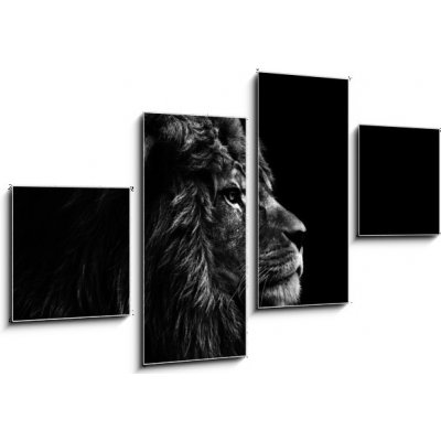 Obraz 4D čtyřdílný - 100 x 60 cm - Stunning facial portrait of male lion on black background in bla Ohromující obličej portrét lva na černém pozadí v bla – Zboží Mobilmania