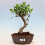 e-bonsai Pokojová bonsai - Ficus kimmen - malolistý fíkus – Hledejceny.cz