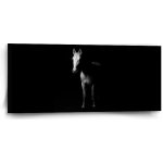 Sablio Obraz Kůň ve stínu - 110x50 cm – Hledejceny.cz