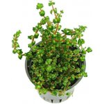 Rotala sp. Pearl – Hledejceny.cz