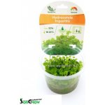 Hydrocotyle tripartita - Pupečník trojdílný – Hledejceny.cz