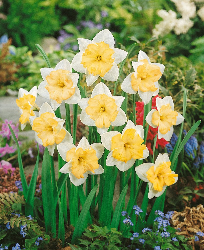 Narcis \'Changing Colours\' 5 ks