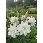 Lilie 'Roselily Tanya' 1 ks – Sleviste.cz