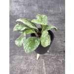Hoya Waymaniae mini (Voskovka raritní) – Hledejceny.cz
