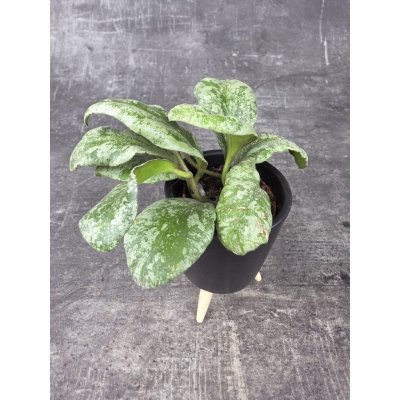 Hoya Waymaniae mini (Voskovka raritní) – Hledejceny.cz