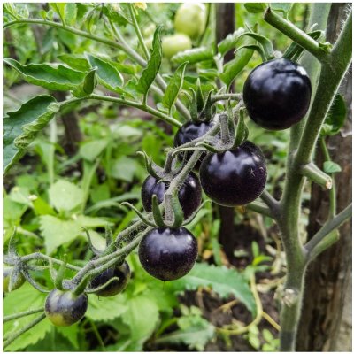 BIO Rajče Indigo Rose - Solanum lycopersicum - bio semena - 7 ks – Hledejceny.cz