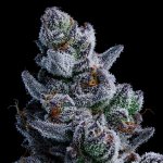 Dozy Don Anesia Seeds semena neobsahují THC 3 ks – Zboží Dáma