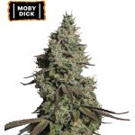 Seedstockers Moby Dick AUTO semena neobsahují THC 1 ks – Zboží Dáma