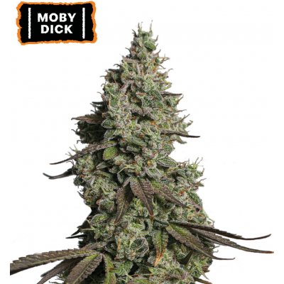Seedstockers Moby Dick AUTO semena neobsahují THC 1 ks – Zboží Dáma
