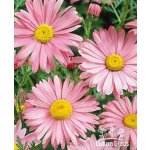 Tanacetum coccineum ROBINSON’S ROSE - vratič, kopretina šarlatová – Hledejceny.cz