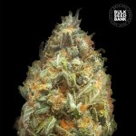 Bulk Seed Bank AUTO Original Orange Bud semena neobsahují THC 100 ks – Zboží Dáma
