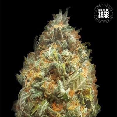 Bulk Seed Bank AUTO Original Orange Bud semena neobsahují THC 100 ks – Zboží Dáma