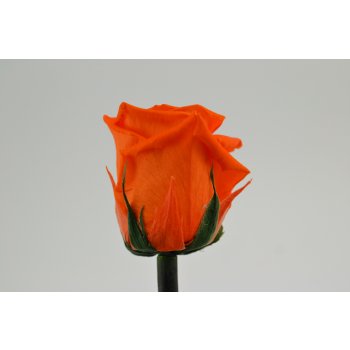 Stabilizovaná růže - oranžová