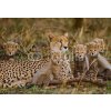 Tapety WEBLUX Fototapeta plátno Mother cheetah and her cubs in the savannah. Kenya. Tanzania. Africa. National Park. Serengeti. Maasai Mara. An excellent illustration. - 1003678 174 x 120 cm