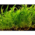 Lilaeopsis novea zelandia - Liliovníček novozélandský – Zboží Dáma