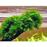 Fissidens fontanus - Phoenix moss – Zboží Dáma