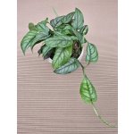 Monstera Siltepecana 12 cm – Hledejceny.cz