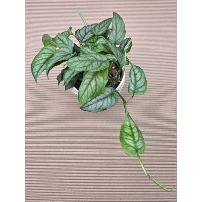 Monstera Siltepecana 12 cm – Hledejceny.cz