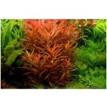 Ammania senegalensis - Tuhanka senegalská – Hledejceny.cz