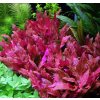 Akvarijní rostlina I--Z Alternanthera reineckii Pink