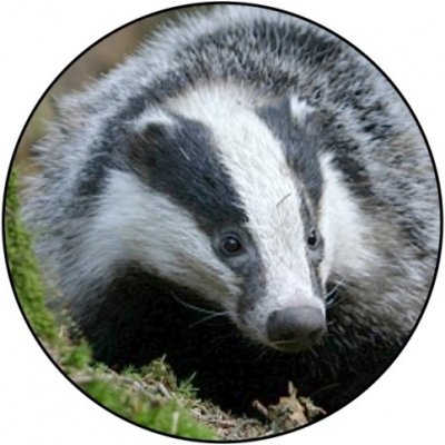 VIZINGR Jezevec MINI logo L1 č.153 – Sleviste.cz