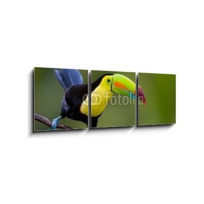Obraz 3D třídílný - 150 x 50 cm - Keel Billed Toucan, from Central America. Keel Billed Toucan, ze Střední Ameriky. – Hledejceny.cz