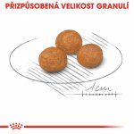 Royal Canin X Small Adult 3 kg – Hledejceny.cz