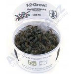 Bucephalandra Kedagang – Zboží Dáma