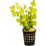 Lysimachia nummularia – Zboží Dáma