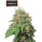 Seedstockers Amnesia AUTO semena neobsahují THC 3 ks – Sleviste.cz