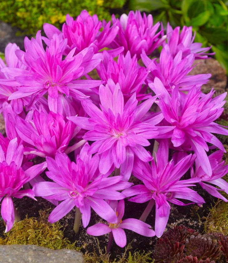 Ocún Colchicum Waterlily 1 ks