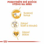 Royal Canin British Shorthair Adult 2 kg – Zboží Dáma