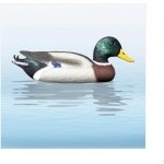 Balabán Mallard Drake kachna divoká – káčer – Hledejceny.cz