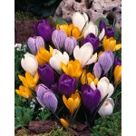 Mix krokusů 30 ks – Zboží Dáma