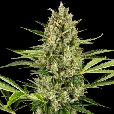 Sensi Seeds Jack Herer Automatic semena neobsahují THC 5 ks – Zboží Mobilmania