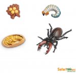 Životní cyklus Brouk Roháč Safari Ltd. – Zbozi.Blesk.cz