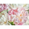 Tapety WEBLUX Samolepka fólie Blooming peonies - 66072347 Kvetoucí pivoky 270 x 200 cm