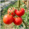Rajče Karkulka - Solanum lycopersicum - semena rajčete - 20 ks