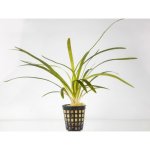 Sagittaria platiphylla – Sleviste.cz