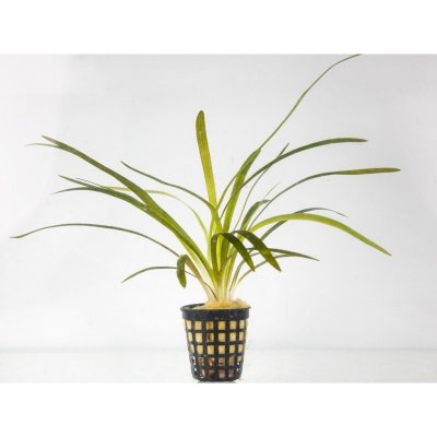 Sagittaria platiphylla – Sleviste.cz