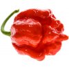 Osivo a semínko Semínka Piquant Paprička chilli TRINIDAD MORUGA SCORPION RED