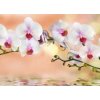 Tapety WEBLUX Fototapeta plátno - 74704907 orchidea cíl horizontal rozměry 160 x 116 cm