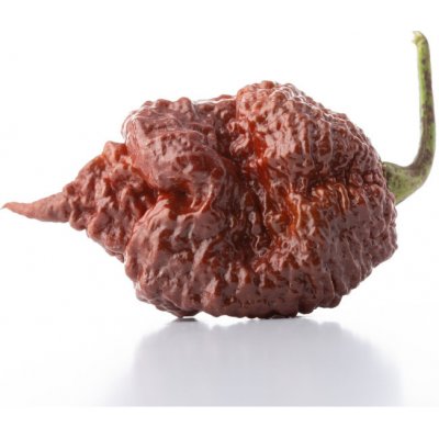 Chilli Carolina reaper chocolate – Capsicum chinense – semena chilli – 5 ks