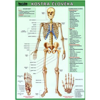 Kostra člověka /tabulka A4/ - Kupka Petr