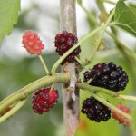 Morušovník bílý Pendula výška 200/250cm, květináč 230 litrů, 6 pomponů – Sleviste.cz