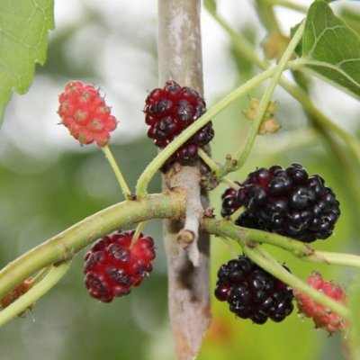 Morušovník bílý Pendula výška 200/250cm, květináč 230 litrů, 6 pomponů – Sleviste.cz