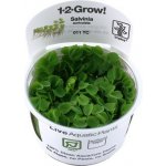 Salvinia auriculata – Zboží Dáma