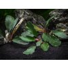 Akvarijní rostlina I--Z Bucephalandra theia