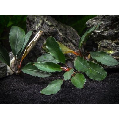 Bucephalandra theia